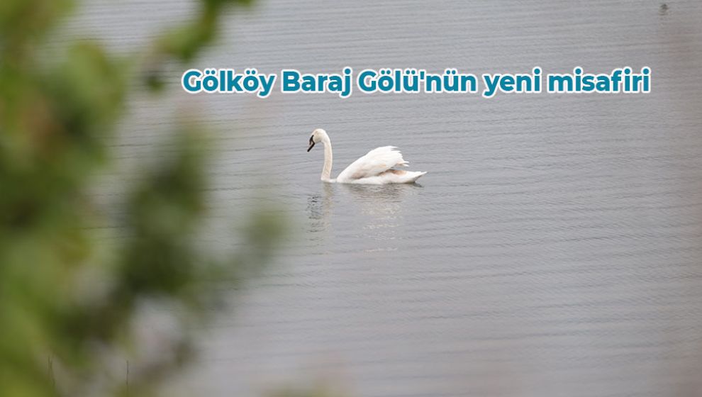 GÖÇMEN KUŞ BOLU'DA MOLA VERDİ