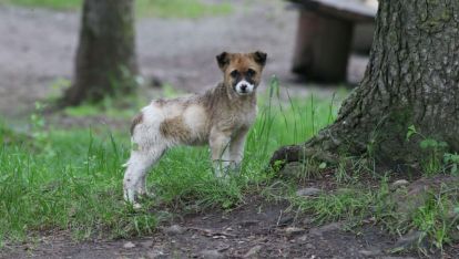 BOLU'DA SAHİPSİZ KÖPEKLERİN ETKİ ALANI ÇİPLİ TAKİP SİSTEMİYLE BELİRLENİYOR