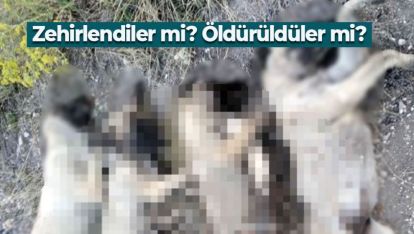 BOLU'DA 6 KÖPEĞİN ÖLÜ BULUNMASI İLE İLGİLİ SORUŞTURMA BAŞLADI