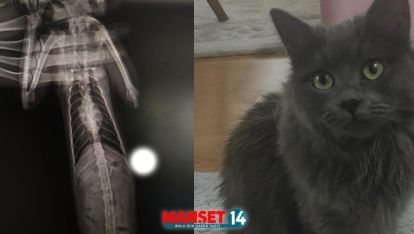 KEDİNİN MİDESİNDEKİ İĞNE ENDOSKOPİ İLE ÇIKARTILDI