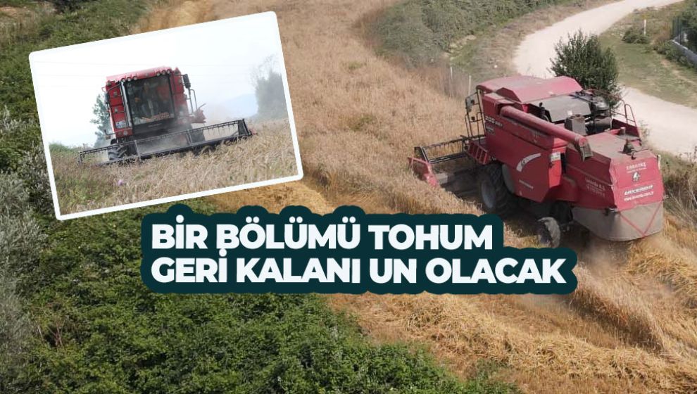 650 DÖNÜM TARLADA IZA BUĞDAYI HASATI BAŞLADI