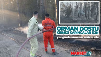 ORMANIN SARI MELEKLERİ SADECE YANGINLA UĞRAŞMADI