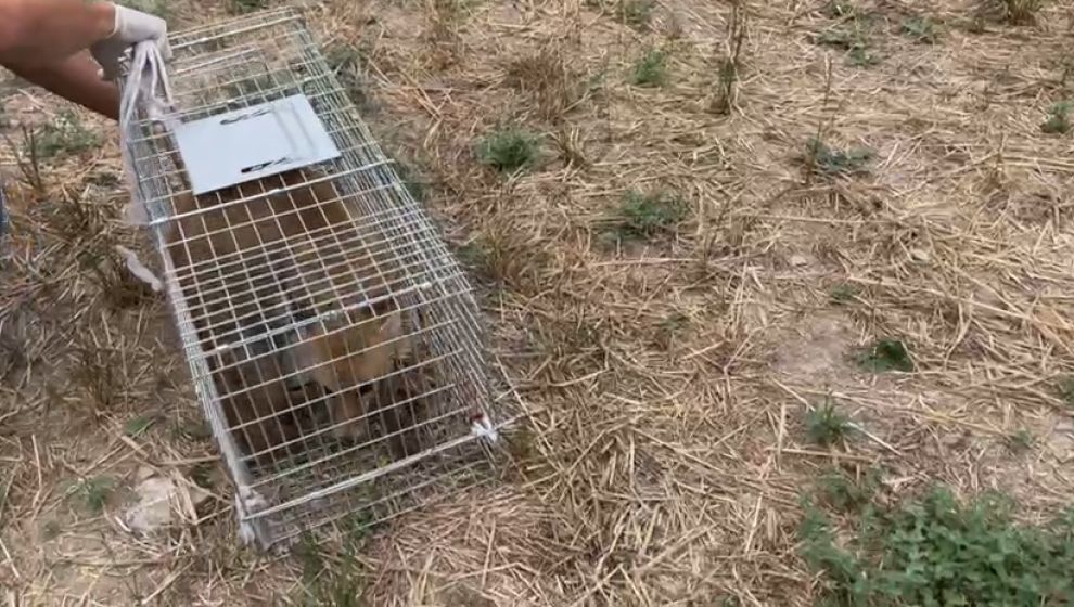 BOLU'DA YARALI BULUNDUKTAN SONRA TEDAVİSİ TAMAMLANAN TİLKİ DOĞAYA SALINDI