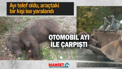 OTOMOBİL AYI İLE ÇARPIŞTI: 1 KİŞİ YARALANDI, AYI TELEF OLDU