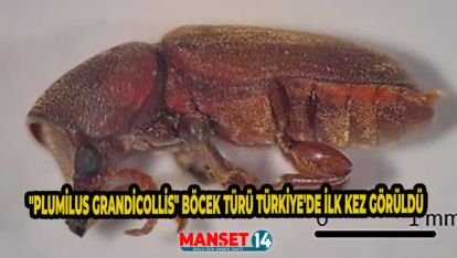 "PLUMİLUS GRANDİCOLLİS" BÖCEK TÜRÜ TÜRKİYE'DE İLK KEZ GÖRÜLDÜ