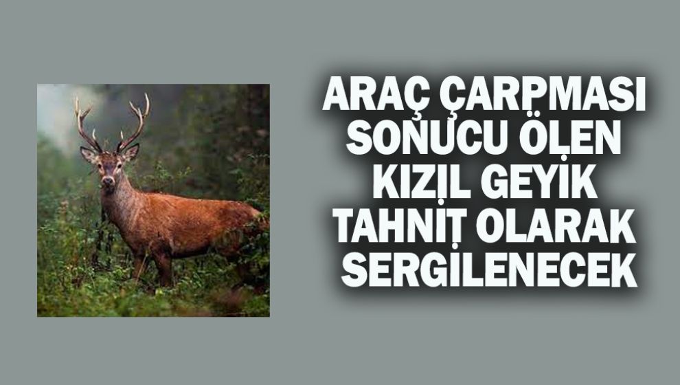 ARAÇ ÇARPMASI SONUCU ÖLEN KIZIL GEYİK TAHNİT OLARAK SERGİLECEK