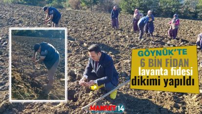 GÖYNÜK'TE 6 BİN LAVANTA FİDESİ DİKİMİ YAPILDI