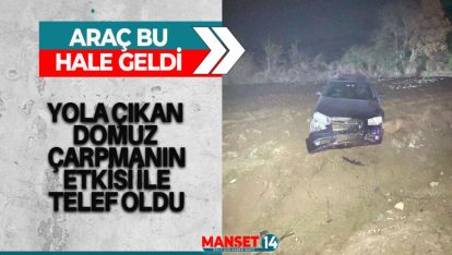 YOLA ÇIKAN DOMUZ ÇARPMANIN ETKİSİ İLE TELEF OLDU