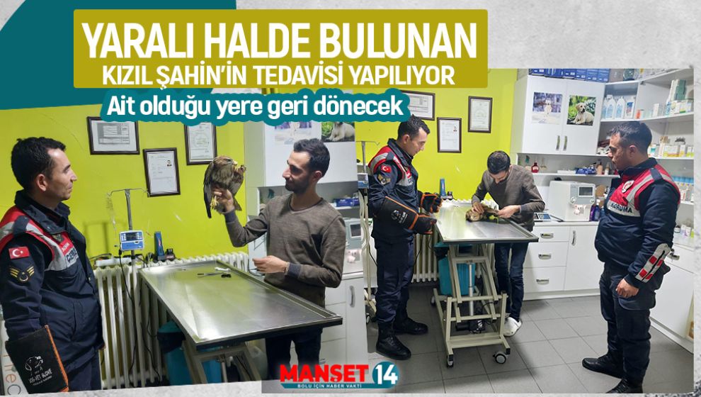 YARALI HALDE BULUNAN KIZIL ŞAHİN'İN TEDAVİSİ YAPILIYOR