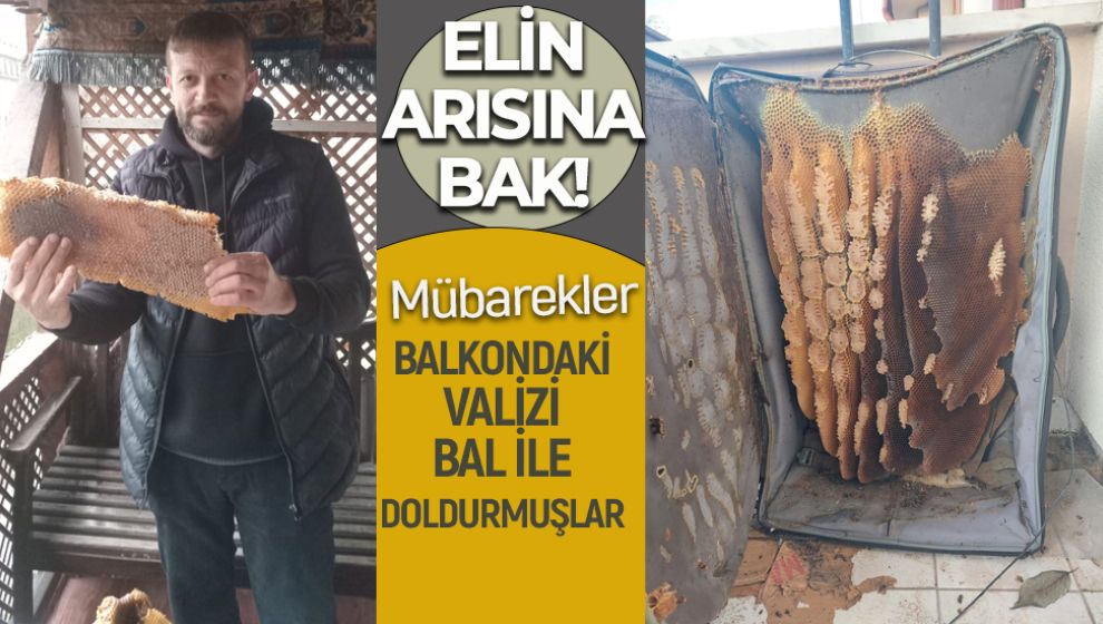 ELİN ARISINA BAK! BALKONDAKİ VALİZE BAL YAPMIŞ