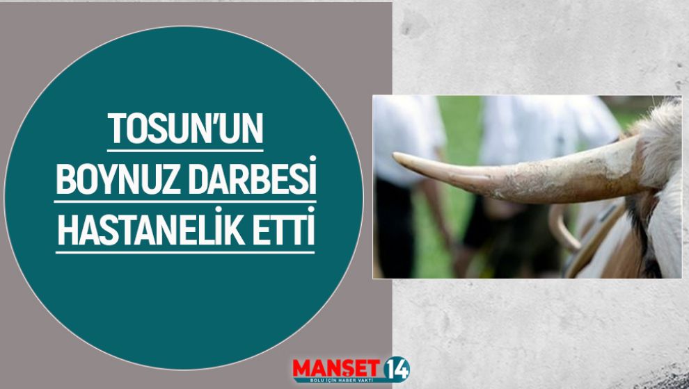 TOSUN'UN BOYNUZ DARBESİ HASTANELİK ETTİ