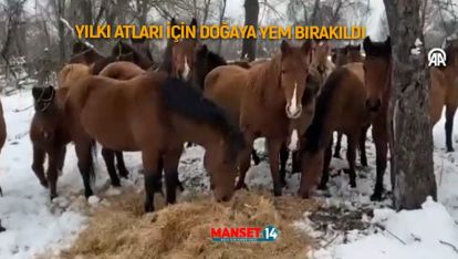 YILKI ATLARI İÇİN DOĞAYA YEM BIRAKILDI