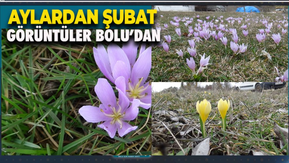 BOLU'DA KIŞ GİTMEDEN İLKBAHAR GELDİ