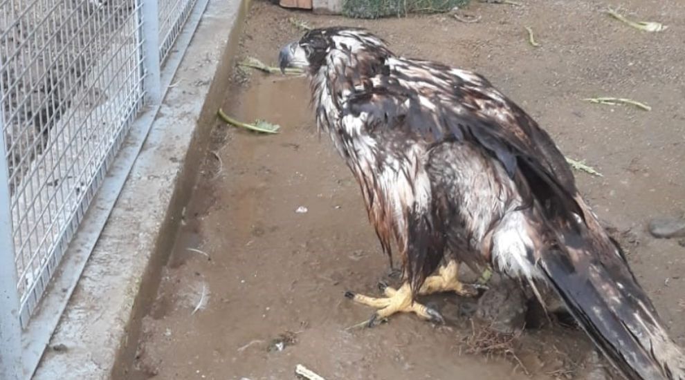 BOLU'DA AMPUTE EDİLEN ŞAH KARTAL'A, SAKARYA'DA ÖZENLE BAKILACAK