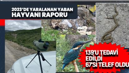 2023'DE 206 YARALI YABAN HAYVANINA MÜDAHELE EDİLDİ