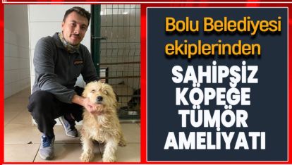 BOLU BELEDİYESİ EKİPLERİNDEN SAHİPSİZ KÖPEĞE TÜMÖR AMELİYATI