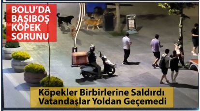 BAŞIBOŞ KÖPEKLER BİRBİRLERİNE SALDIRDI, VATANDAŞLAR YOLDAN GEÇEMEDİ