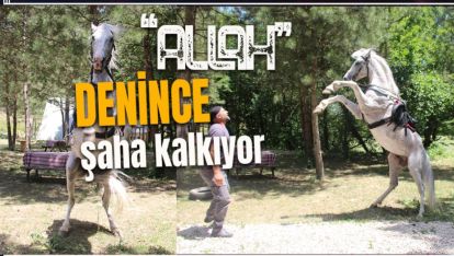 BOLU'DA "ALLAH" DEYİNCE ŞAHA KALKAN AT İLGİ ODAĞI OLDU