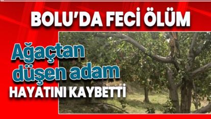 BOLU'DA FECİ ÖLÜM. AĞAÇTAN DÜŞEN ADAM KURTULAMADI