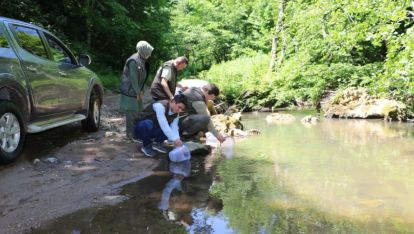 BOLU'DA ÜRETİLDİ, İZNİK VE İNEGÖL'DE DERELERE SALINDI