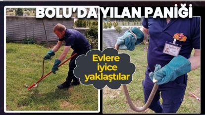 BOLU'DA YILAN PANİĞİ! BAKIN NEREYE GİRMİŞ?