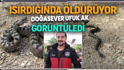 DÜNYANIN EN ZEHİRLİSİ BOLU'DA GÖRÜNTÜLENDİ