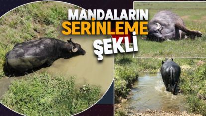 SICAKTAN BUNALAN MANDALAR ÇAREYİ BAKIN NASIL BULDULAR?