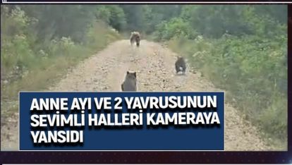 ANNE AYI VE 2 YAVRUSUNUN SEVİMLİ HALLERİ KAMERAYA YANSIDI