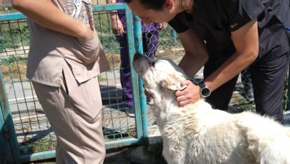 BELEDİYENİN BAŞARILI VETERİNER KADROSUNDAN SOKAK KÖPEĞİNE FLEP UYGULAMASI