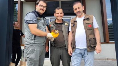 YARALI KERKENEZE İLK YARDIM ORMANCILARDAN