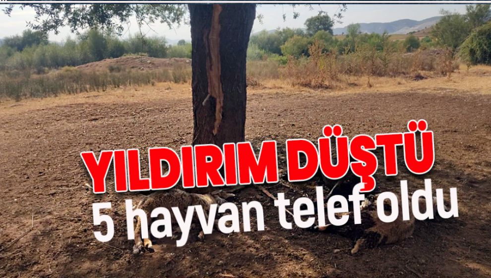 DÜŞEN YILDIRIM 5 HAYVANI TELEF ETTİ