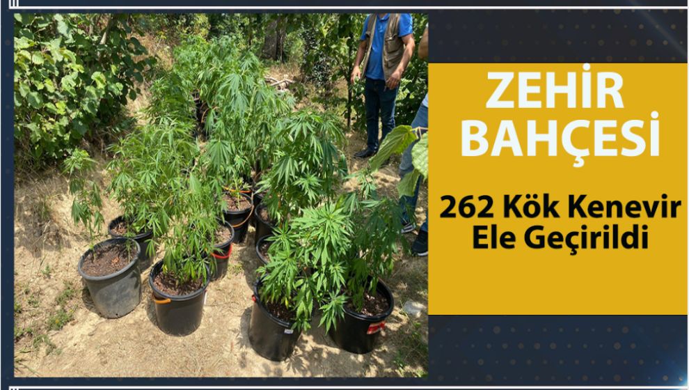 ZEHİR BAHÇESİ 262 KÖK KENEVİR ELE GEÇİRİLDİ