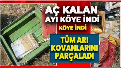 AÇ AYI ARI KOVANLARINI PARÇALADI