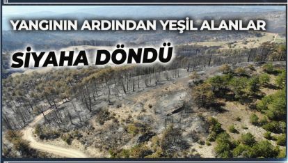 BİR YANDA YEŞİL, DİĞER YANDA KÜL