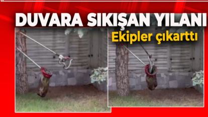 EVİN BAHÇE DUVARINA SIKIŞAN YILANI EKİPLER KURTARDI