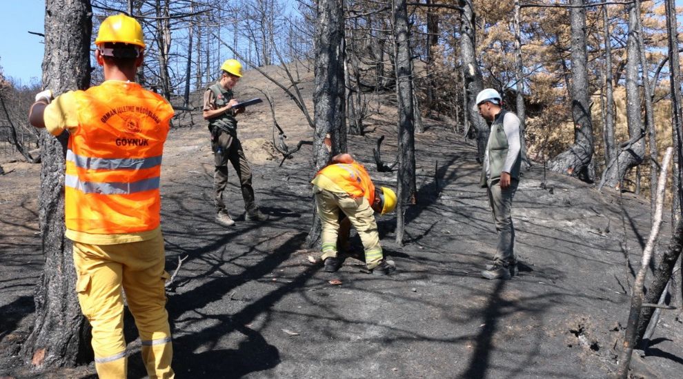 GÖYNÜK'TE YANAN ORMANLIK ALAN YENİDEN AĞAÇLANDIRILACAK