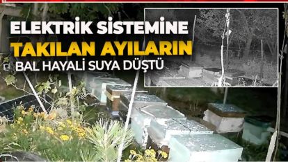 ELEKTRİK SİSTEMİNE TAKILAN AYILARIN BAL HAYALİ SUYA DÜŞTÜ