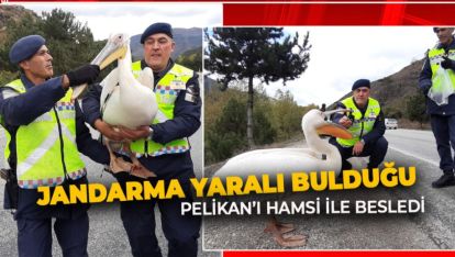 JANDARMA YARALI PELİKAN'I HAMSİ İLE BESLEDİ