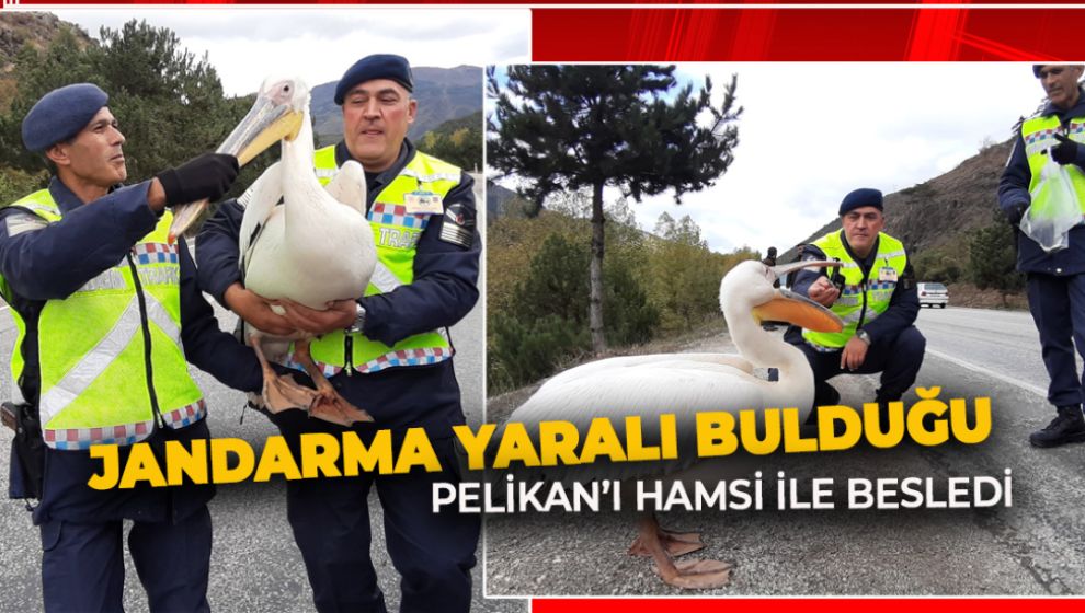 JANDARMA YARALI PELİKAN'I HAMSİ İLE BESLEDİ