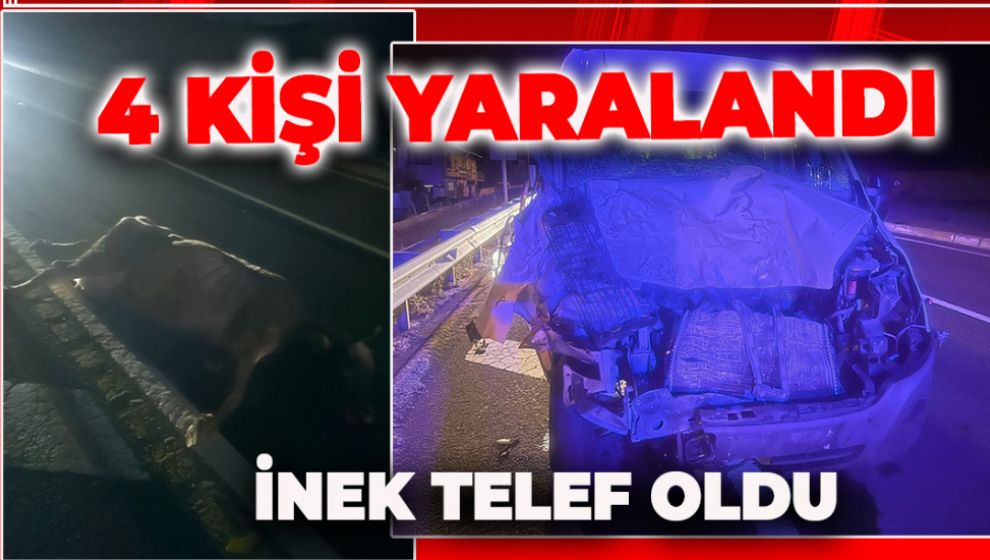 4 KİŞİ YARALANDI, İNEK TELEF OLDU