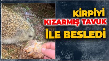 BİZİM KİRPİMİZ KIZARMIŞ TAVUK SEVER