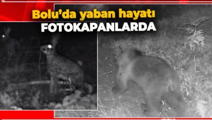 BOLU'DA YABAN HAYATI FOTOKAPANLARA YANSIDI