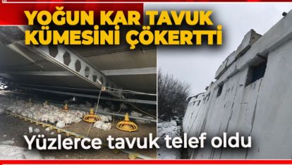 YOĞUN KAR TAVUK KÜMESİNİ ÇÖKERTTİ. YÜZLERCE TAVUK TELEF OLDU