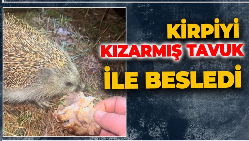 BİZİM KİRPİMİZ KIZARMIŞ TAVUK SEVER