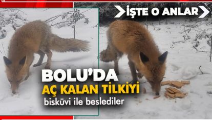 BOLU'DA AÇ KALAN TİLKİYİ BİSKÜVİ İLE BESLEDİLER