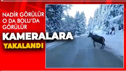 NADİR GÖRÜLÜR, O DA, BOLU'DA GÖRÜLÜR