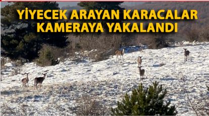 YİYECEK ARAYAN KARACALAR KAMERAYA YAKALANDI