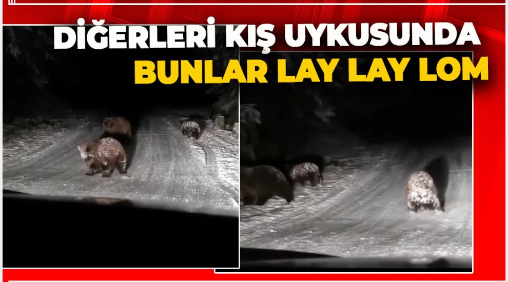 KIŞ UYKUSUNA YATMAYAN AYILAR OYUN DERDİNDE