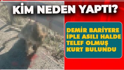 DEMİR BARİYERE İPLE ASILI HALDE TELEF OLMUŞ KURT BULUNDU