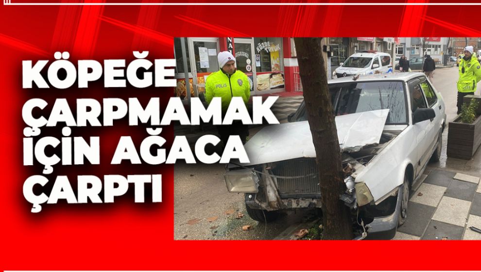 KÖPEĞE ÇARPMAMAK İÇİN AĞACA ÇARPTI